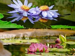-国家植物园南园