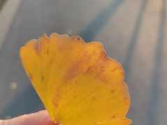 -九科绿洲