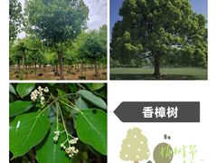 -东莞植物园