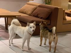 -柴务处·柴犬主题狗咖