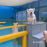 特别是新造了全透明的泳池