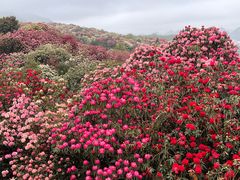 -贵州百里杜鹃风景名胜区