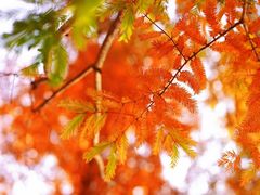 -白鹭湾湿地公园