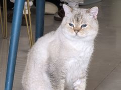 -平行世界·猫咖(首经贸店)