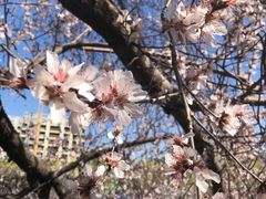 -桃花堤公园