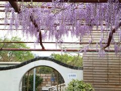 -嘉定紫藤园