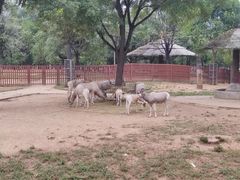 -石家庄市动物园