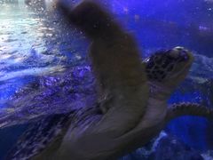 -烟台海昌鲸鲨海洋公园