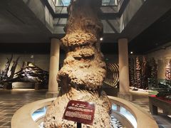-乐山乌木文化博览苑