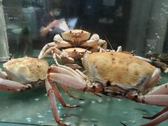 -1718海鲜姿造(苏宁宴请臻选店)