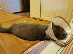 -芭比堂动物医院·犬猫全科·异宠专科(雁塔分院)
