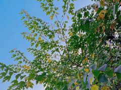 -北京西山国家森林公园