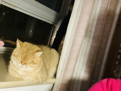 -糯米喵星人总部直营旗舰店·猫舍·幼猫出售