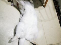 -藏猫猫咖啡主题馆(中央大道店)