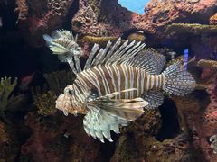 -上海海洋水族馆