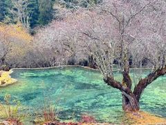 -黄龙山原始森林景区