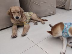 -怪兽屋·羊驼·猫咖·狗咖(俊华广场店)