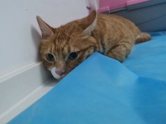 -关爱宠物医院·猫科中心·消化科(滨湖万达分院)