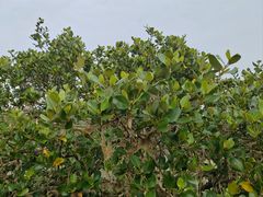 -北海金海湾红树林生态旅游区