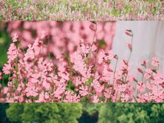 -花开海上生态园