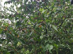 -樱桃山旅游景区