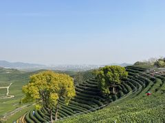 -龙坞茶村