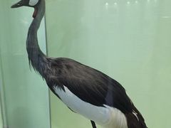 -盐城丹顶鹤湿地生态旅游区