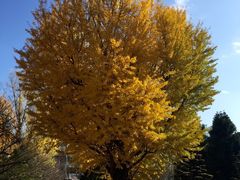 -北海道厅旧本厅舍(旧本庁舎)