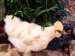-正佳雨林生态植物园