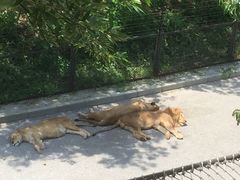 -大连森林动物园