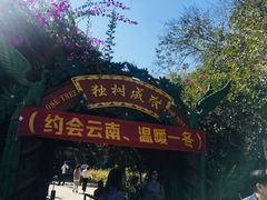 -瑞丽独树成林风景区