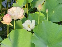 -荷塘月色湿地公园·向阳花洲