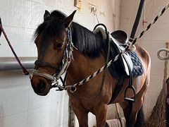 -北京群众马术培训基地