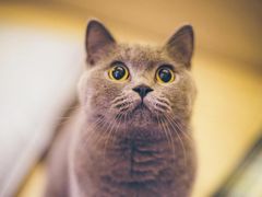 -瑞鹏宠物医院·骨科·猫科·内科(第一中心)