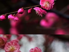 -上海辰山植物园