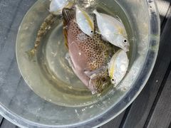 -小猫钓鱼海钓俱乐部(椰梦长廊店)