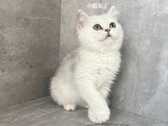 -小猫来了·猫舍(红山六九七九店)