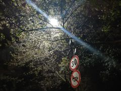 -武汉大学-樱园