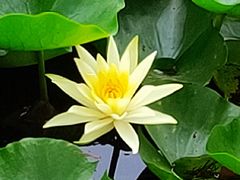 -荷塘月色湿地公园·向阳花洲