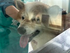 -嘉馨宠物医院·CT影像转诊·心脏科·犬猫全科诊疗中心(下沙大学城院区)