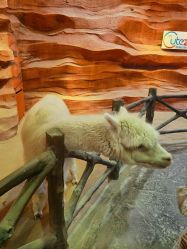 -酷嗒动物文化乐园(cutezoo西溪乐天城店)