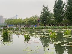 -莲花池公园