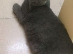 -创凡宠物医院·骨专科  猫科中心(西乡分院)