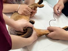 -中农大我爱我爱动物医院·核磁CT·猫病·24小时夜诊中心(石佛营店)