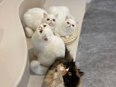 -More Fun猫咖 二十只万元加菲主题