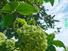 -上海共青森林公园