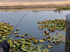 -月湖风景区
