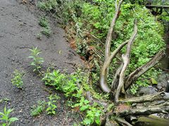 -峡谷浮石林景区