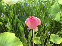 -渭南桃花源民俗文化园