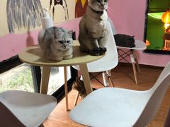 -李小姐の猫咖啡馆(五角场店)
